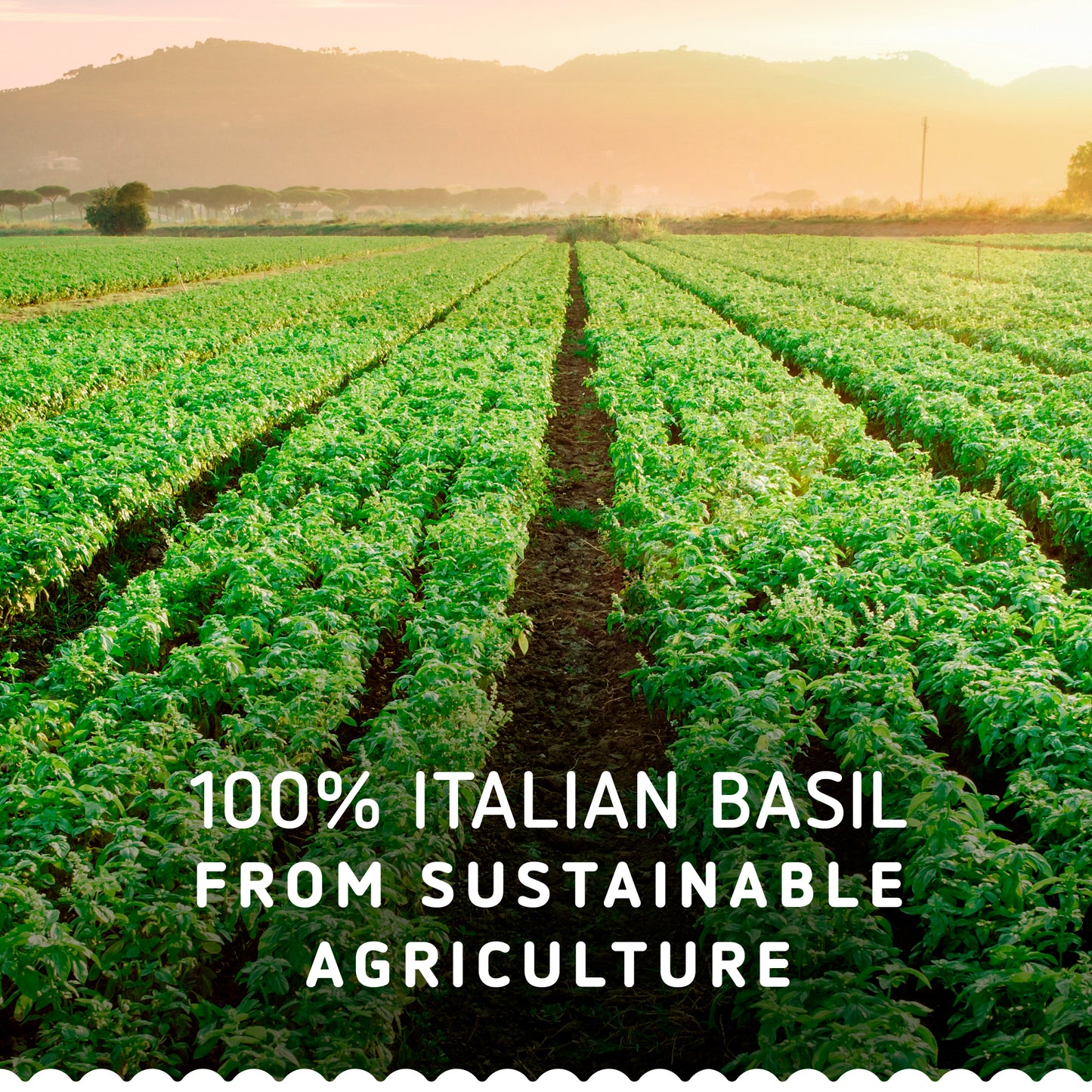 Barilla Pesto Pistachio & Basil Pasta Sauce, 100% Italian. Gluten Free 190gm